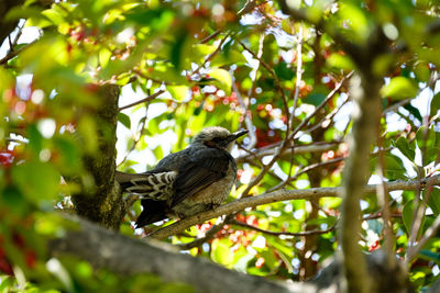 Low angle view of bird perching on tree