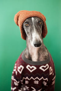 Portrait of dog wearing hat against gray background