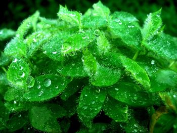 Close-up of wet plant