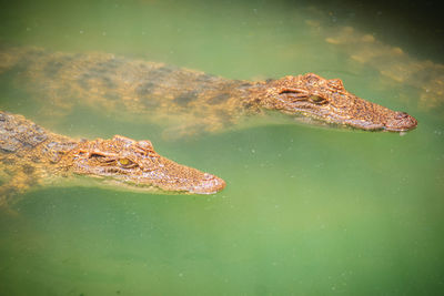 Close-up of a turtle in a lake