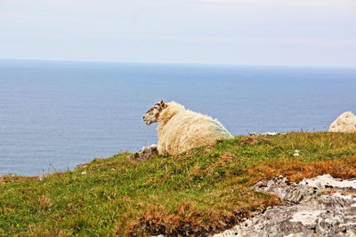 Sheep relaxing on field against sea