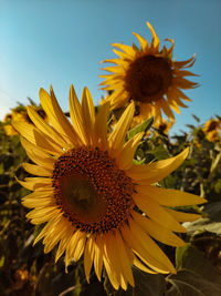 Sunflower in the field against the sky