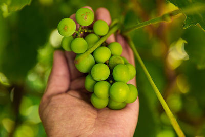 Close-up of hand holding grapes