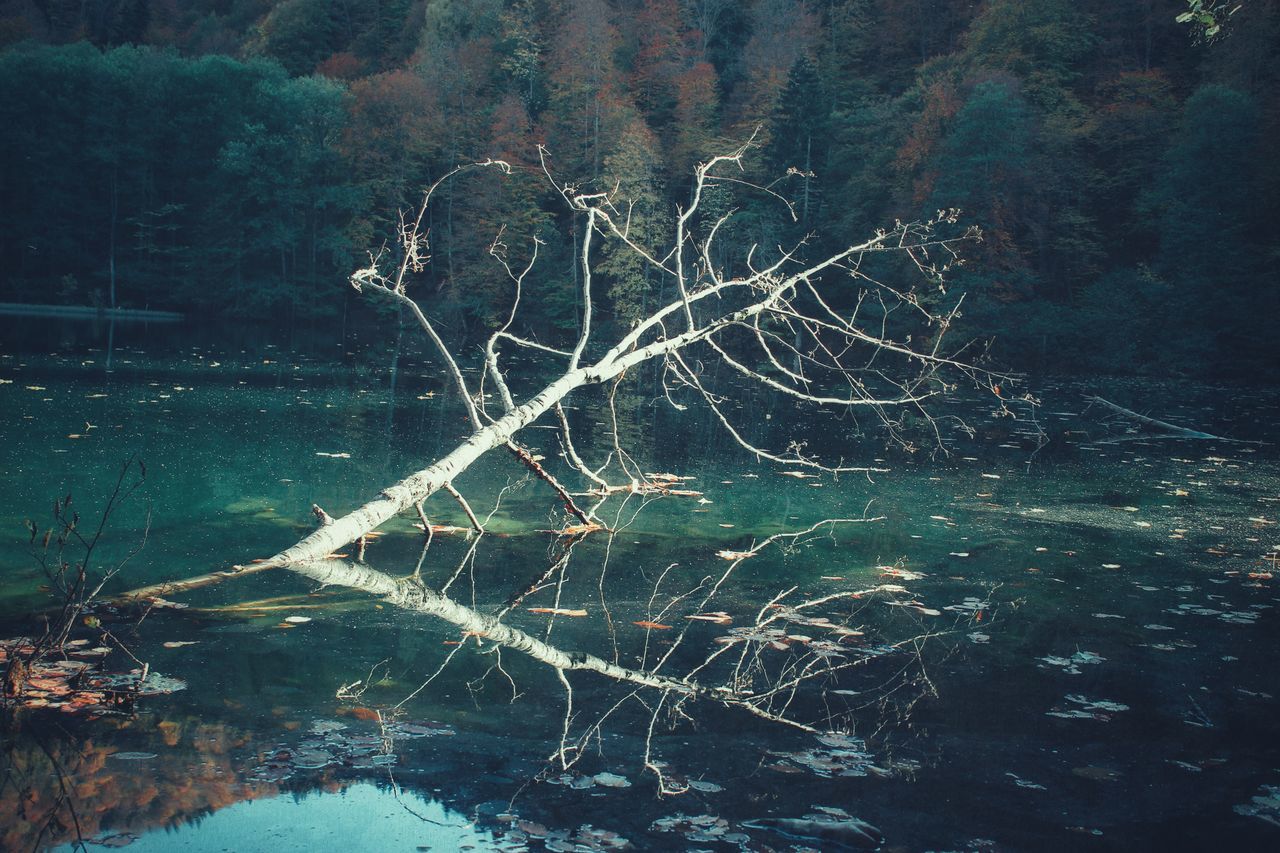 REFLECTION OF TREES ON LAKE