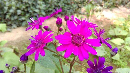 Close-up of flowers blooming outdoors