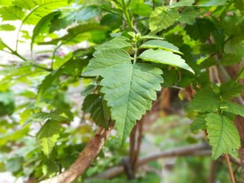 Close-up of fresh green leaves