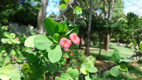 Close-up of plant growing on tree