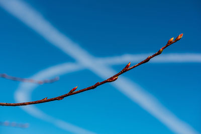 Low angle view of plant against clear blue sky