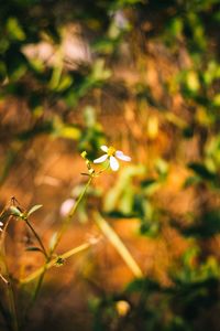 Close-up of plant against blurred background