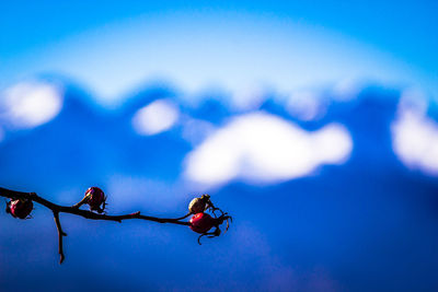 Close-up of plant against blue sky