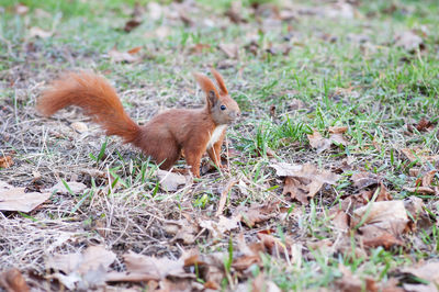 Red squirrel or eurasian red squirrel sciurus vulgaris