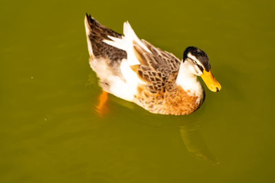 Close-up of duck swimming in lake