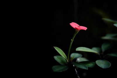 Close-up of red rose flower against black background