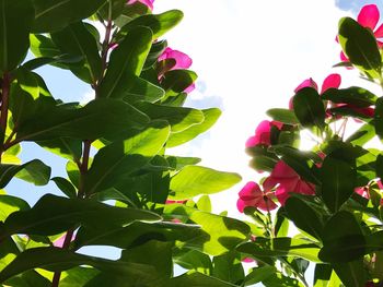 Low angle view of pink flowers against clear sky