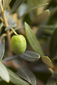 Close-up of fruit growing on plant