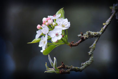 Close-up of white apple blossoms in spring