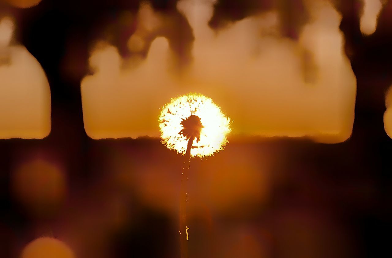 focus on foreground, close-up, illuminated, fragility, glowing, flower, nature, freshness, flower head