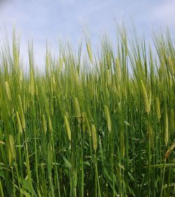 Close-up of wheat growing on field against sky