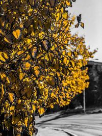 Close-up of yellow flower tree