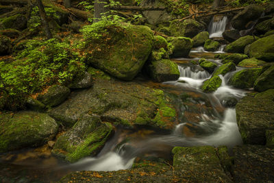 Scenic view of waterfall in forest