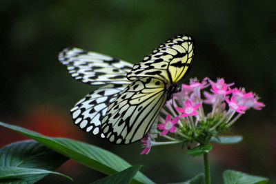 Close-up of butterfly on purple flower