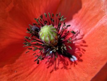 Extreme close up of red flower