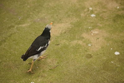 High angle view of bird on land