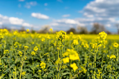 Ripened rapeseed on a field in western germany, in the background a blue sky with white clouds.