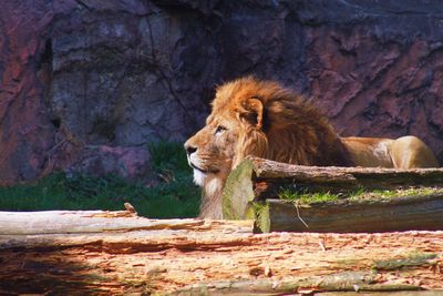 Full length of a cat in a forest