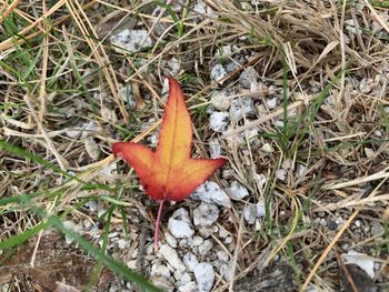 High angle view of orange leaf on field