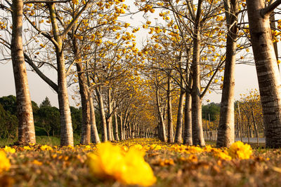 Trees and yellow flowering plants on field during autumn