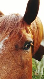 Close-up of goat