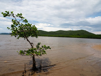 Mangrove trees planted next to the beach during the day.