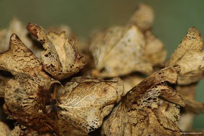 Close up of leaves