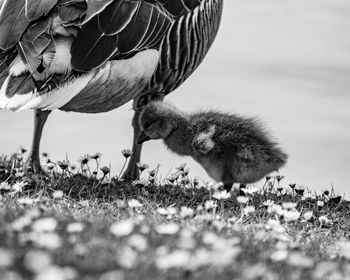 Close-up of a gosling bird