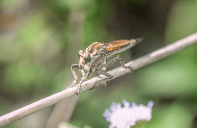 Close-up of insect on plant