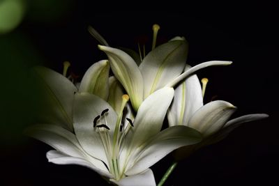 Close-up of white lily blooming against black background
