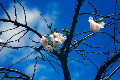 Low angle view of cherry blossoms against blue sky