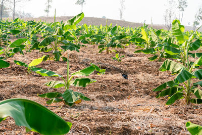 Plants growing on field