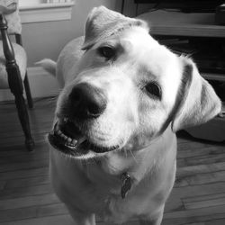 Close-up portrait of dog