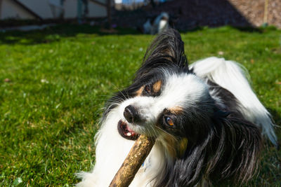 Kooper loves he's stick