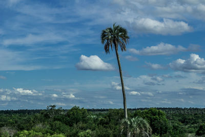 Trees on field against sky