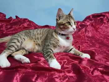 Cat resting on bed