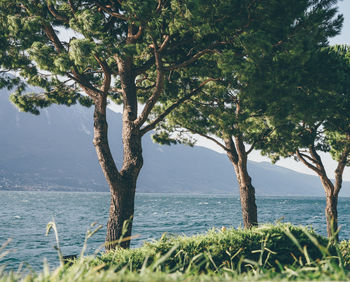 Tree by sea against sky