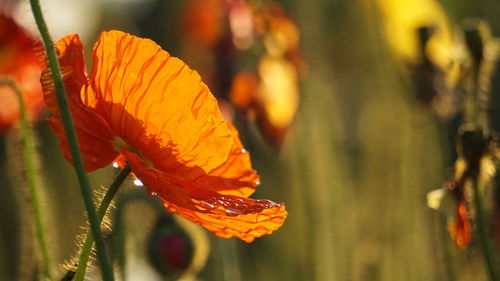 Close-up of orange flowering plant leaves
