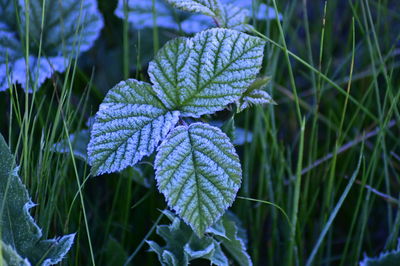 Close-up of purple flowering plant on field