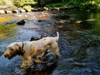 Dog standing on rock in lake