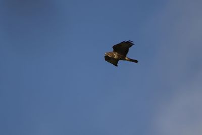 Low angle view of  a buzzard  flying against clear blue sky
