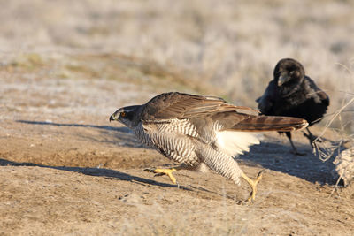 Side view of two birds on land