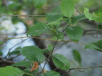 Close-up of fresh green leaves on plant